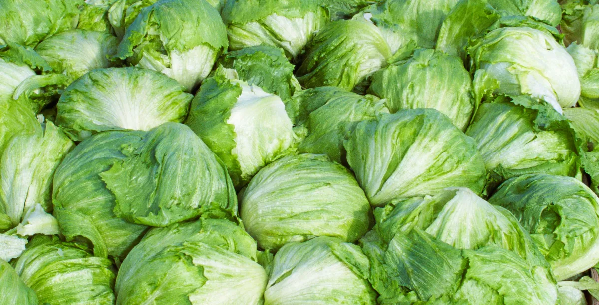 Taylor Farms کا لیٹس (سلاد پتا) ری کال: 7 ارب ڈالر کی سپلائی چین کا ایک بڑا جوا
