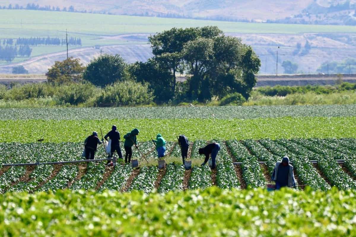 کینیڈا نے Temporary Foreign Worker Program پر گرفت سخت کر دی، جرمانوں اور تاخیر میں بڑا اضافہ